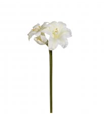 Amaryllis Vit 35cm