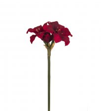 Amaryllis Röd 35cm