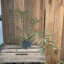 Philodendron Tortum