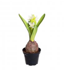 Hyacint 20cm Vit