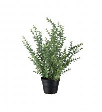 Eucalyptus Grå 40cm