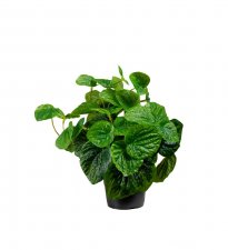 Peperomia Grön 25cm