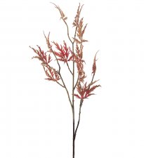 Japansk Lönn Orange 95cm