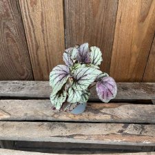 Bladbegonia / Rexbegonia