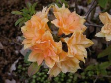 Rhododendron Knap Hill Csárdás