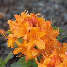 Rhododendron Knap Hill Rumba, Trädgårdsazalea, 40-50 C5