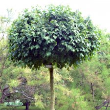 Acer campestre Nanum, Klotnaverlönn, 120 stam C7,5