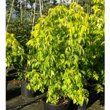 Acer negundo Kelly´s Gold, Asklönn, 40-50 C3