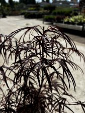 Acer palmatum Atrolineare