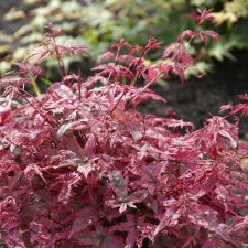 Acer palmatum Beni-maiko, Japansk Lönn