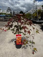 Acer palmatum Cascade Ruby