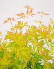 Acer palmatum Orange Lace ®