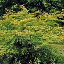 Acer palmatum Ôsakazuki, Japansk Lönn, 50-60 C5