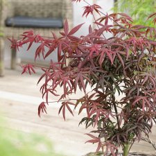 Acer palmatum Starfish ®, Flikbladig Japansk Lönn