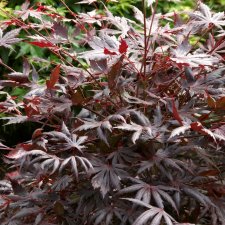 Acer palmatum Trompenburg, Japansk Blodlönn