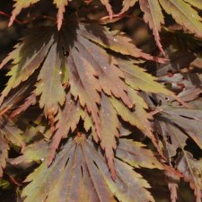 Acer palmatum Yasemin