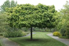 Acer platanoides Globosum, Klotlönn