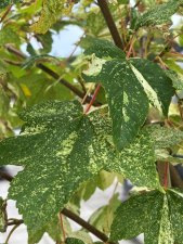 Acer pseudoplatanus Prince Camille de Rohan, Tysklönn