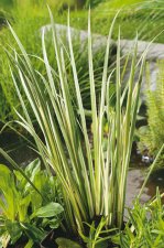 Acorus calamus Variegatus, Strimkalmus, P9cm