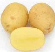 Sättpotatis Actrice