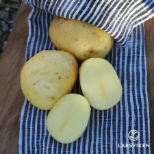 Sättpotatis Columba 1kg