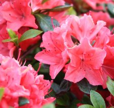 Rhododendron japonica Geisha Orange, Japansk Azalea, 20-25 C2