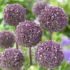 Allium hybr. Summer Drummer, Jättelök