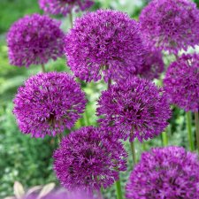 Kirgislök Allium aflatunense Purple Sensation 15st