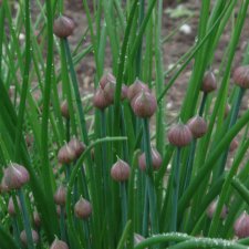 Gräslök, Stickling, Allium schoenoprasum Prado 3-pack