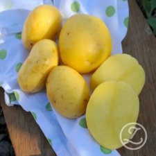 Sättpotatis Agria