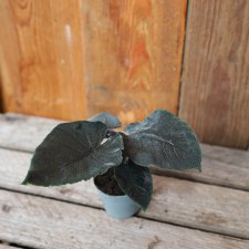 Alocasia Antoro Velvet