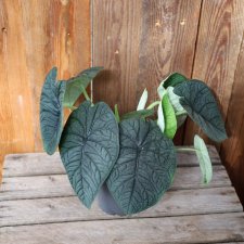 Alocasia Melo