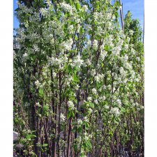 Amelanchier alnifolia Obelisk, Bärhäggmispel, solitär 150-175 co
