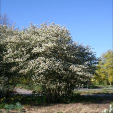 Amelanchier lamarckii, Prakthäggmispel