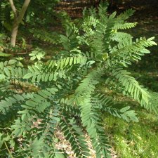 Amorpha fruticosa, Segelbuske, 125-150 C