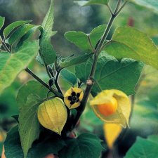Gyllenbär / Kapkrusbär Pruinosa, Ekologisk