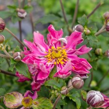 Anemone hup. v. jap. Fantasy Belle ®, Fylld Höstanemon, C2