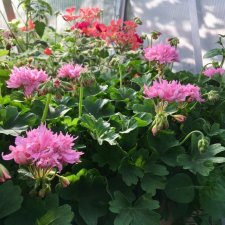 Stjärnpelargon Ansbrook Aquarius, kruka