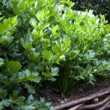 Apium graveolens, Selleri