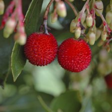 Arbutus unedo, Smultronträd