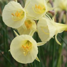 Narcissus bulbo. Arctic Bells