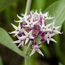 Asclepias speciosa, Sidenört