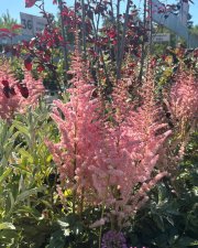Astilbe chinensis Satin Pearls, Plymastilbe