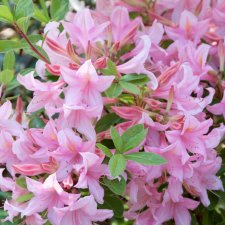 Rhododendron Knap Hill Soir de Paris, Azalea, 40-50 C5