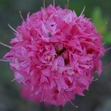Rhododendron rustica Norma, Rustica Azalea, 40-50 C5