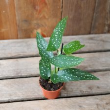 Begonia albopicta Silver