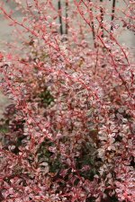 Berberis thunbergii Harlequin, Häckberberis, 30-40 C3