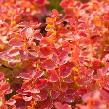 Berberis thunbergii Orange Ice ®, Berberis, C2