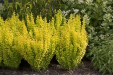 Berberis thunbergii Yellow Tower ®