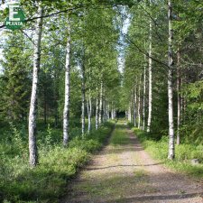 Betula pendula Fk Julita E, Vårtbjörk